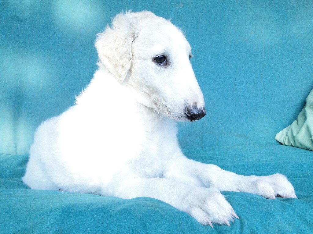 Щенок русской борзой 2,5 месяца