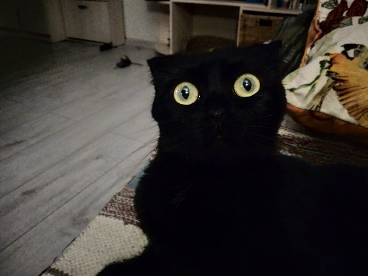 Вот наша Груша