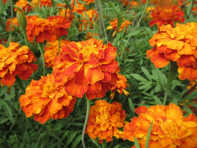 Примула Tagetes Orange