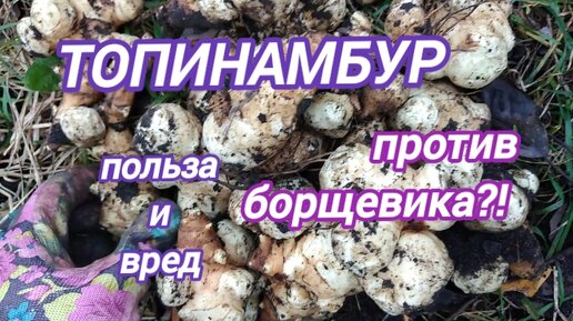 ТОПИНАМБУР. Польза и вред. Борьба с борщевиком.