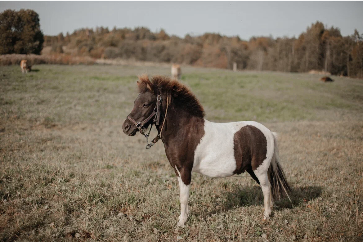 Наш помощник на хозяйстве 