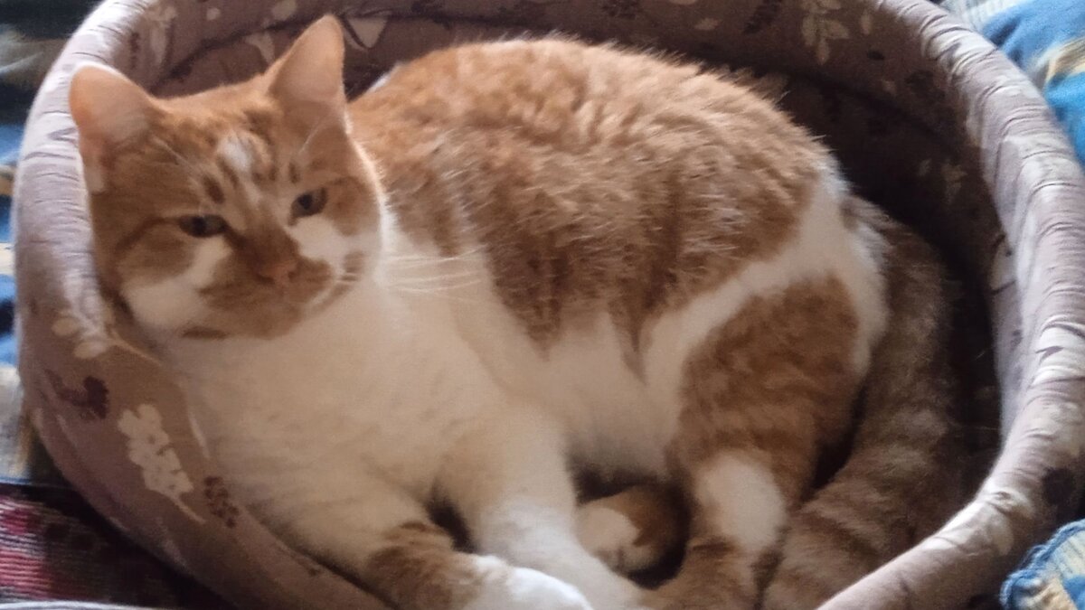 Лапамудрие от Кошки Фиксы. Эпизод 3