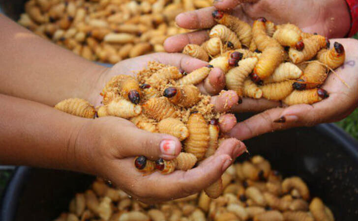 Почему власти вывозят зерно бесплатно в Африку, а собственных граждан планируют кормить личинками мух?