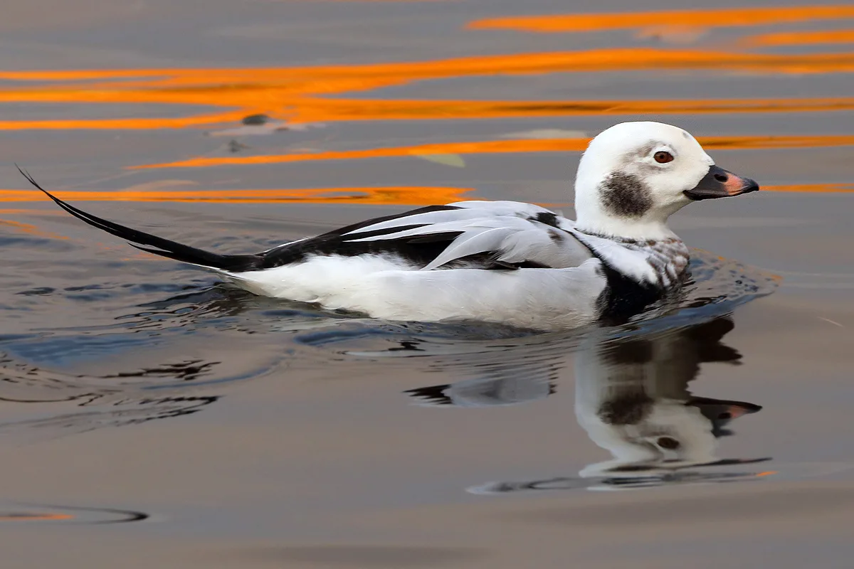 Птица Морянка