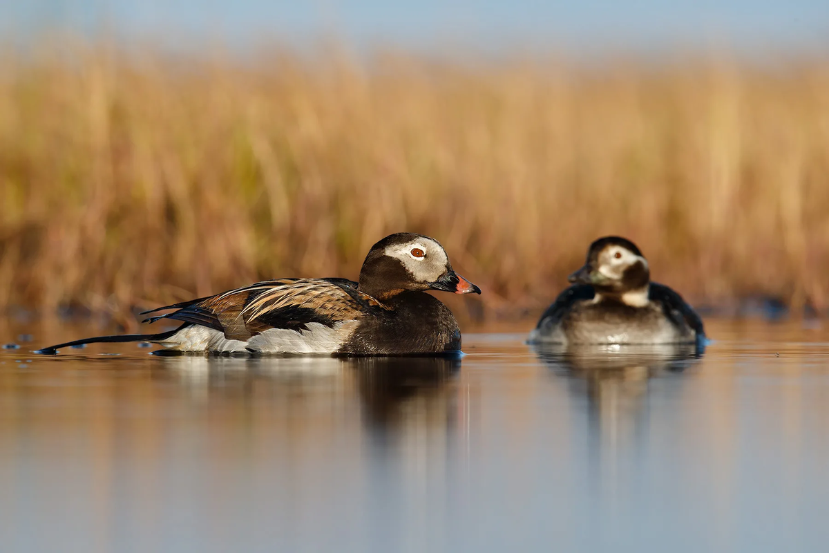 Птица Морянка