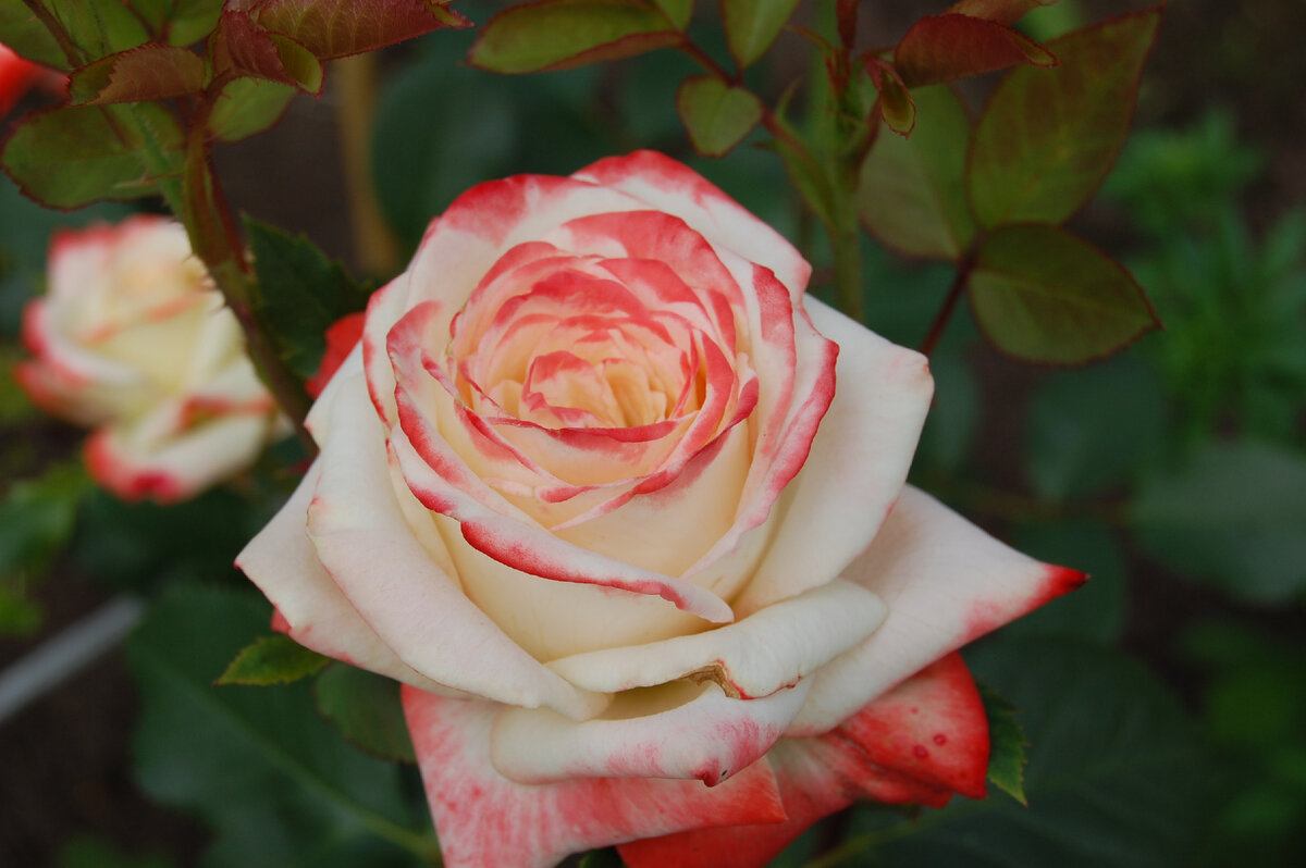 Чайно-гибридная роза «Императрица Фарах»               Фото Роман Галашев