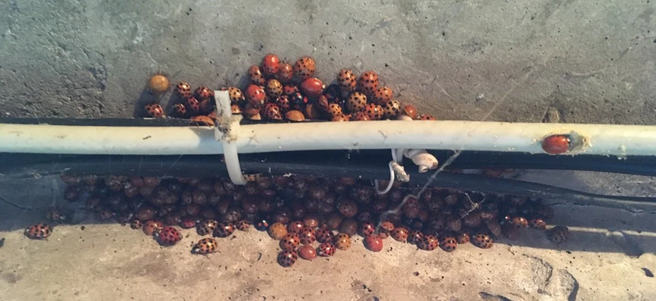 Приглашённые гости этой статьи: божьи коровки. Их зимовка тоже может быть связана с человеком. На зиму насекомые могут набиваться в оконные рамы, теплотрассы и щели в домах. И для них это потенциально опасно. Если станет слишком тепло, насекомые проснутся и больше не смогут заснуть.