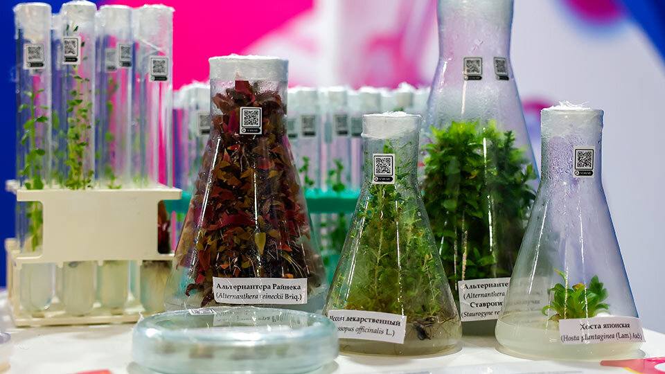 Эпин для растений. Фото: shutterstock.com