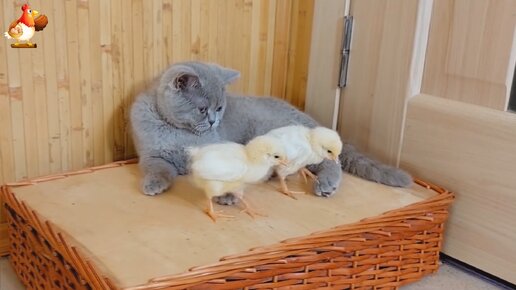 Котята играют с цыплятами 🐥🐤🐥🐈‍⬛🐈 Милое общение британских малышей и птенцов 🤗