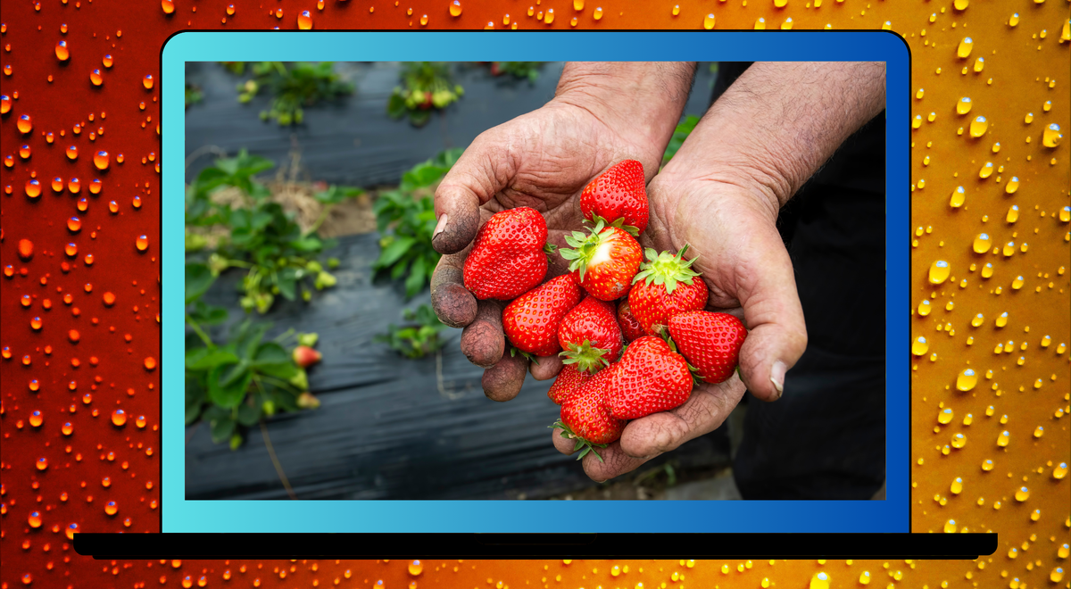 Пластиковая грядка для клубники | Urban garden, Strawberry plants, Vertical garden diy