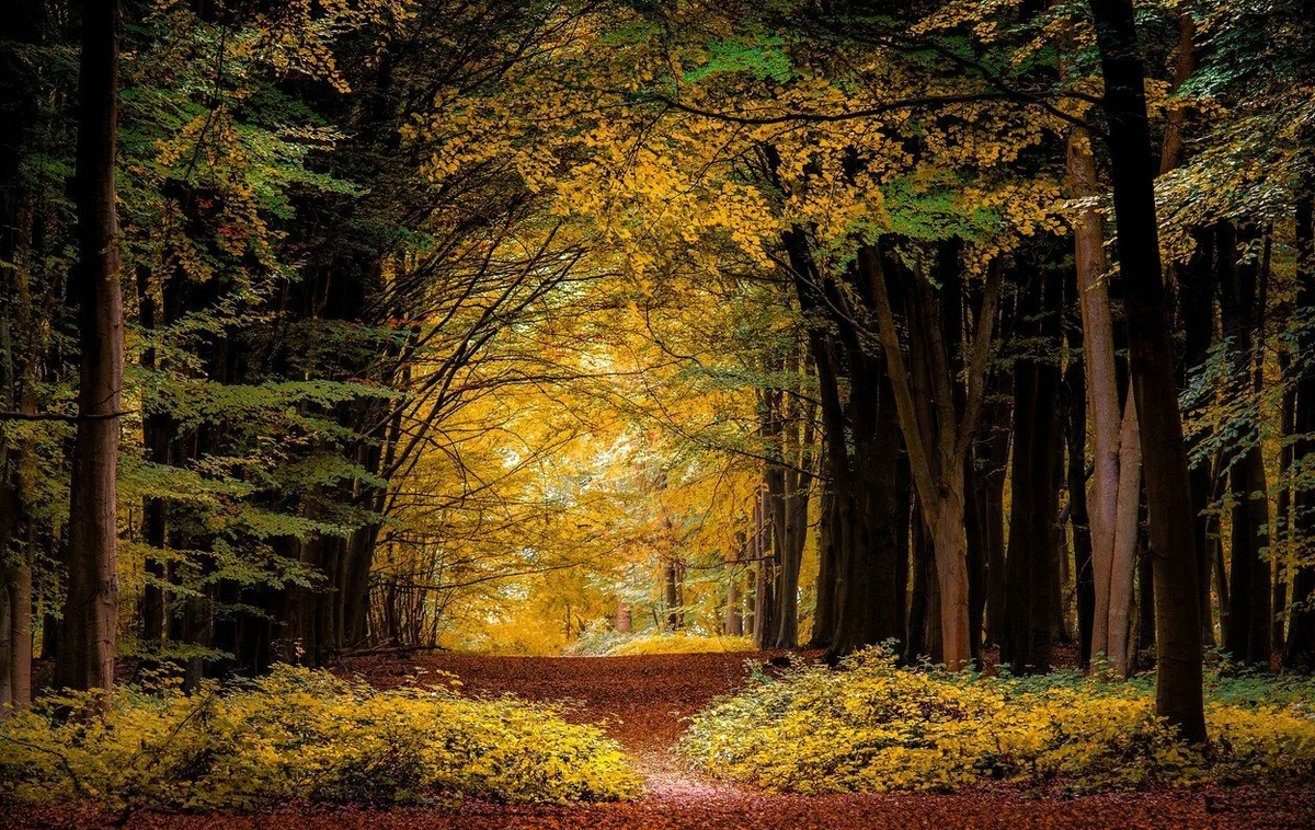 Яндекс картинки