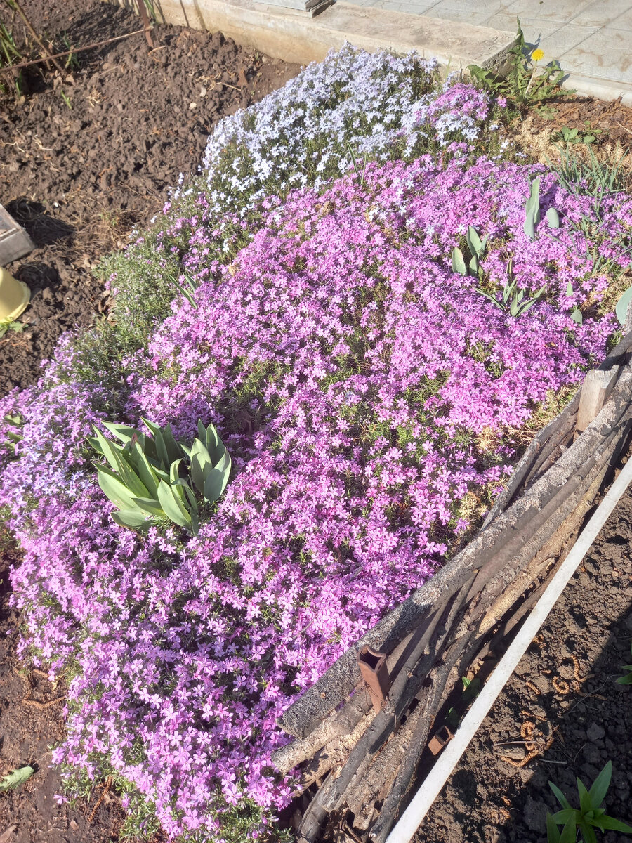 Вот так выглядит полянка с флоксом в пик цветения. 

