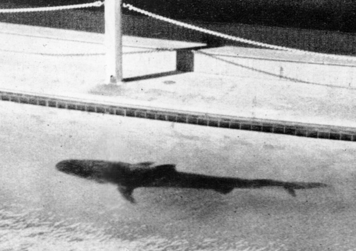 Та самая тигровая акула