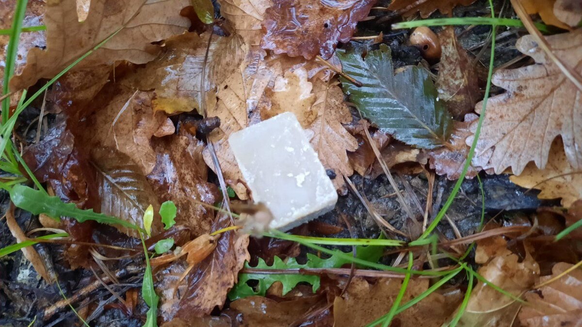    Фото: пресс-служба Сочинского нацпарка writ4