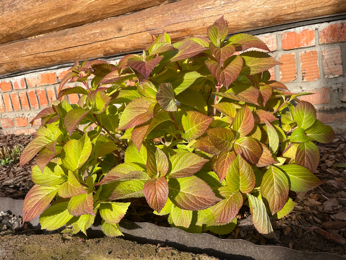 Хороша её листва осенью, правда?