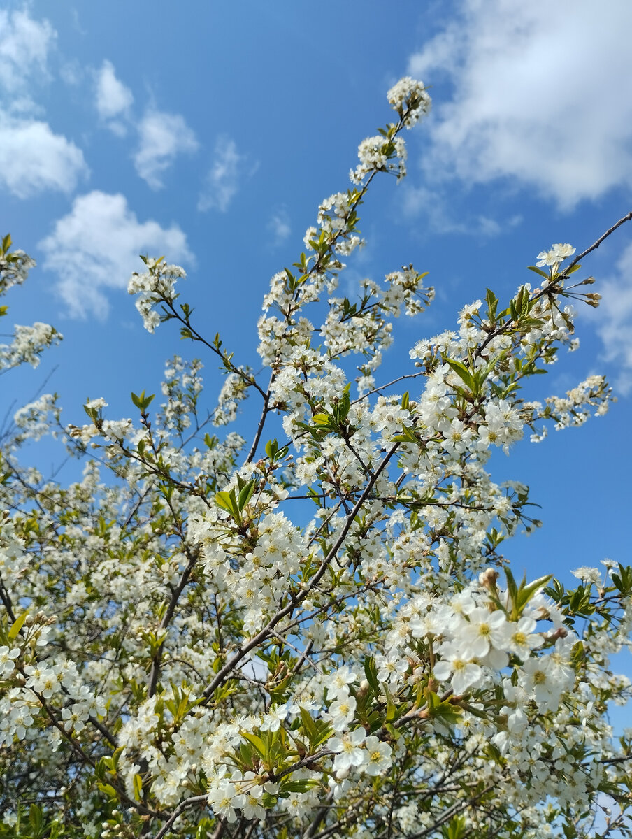 Чистого вам неба.. Фото автора.. 