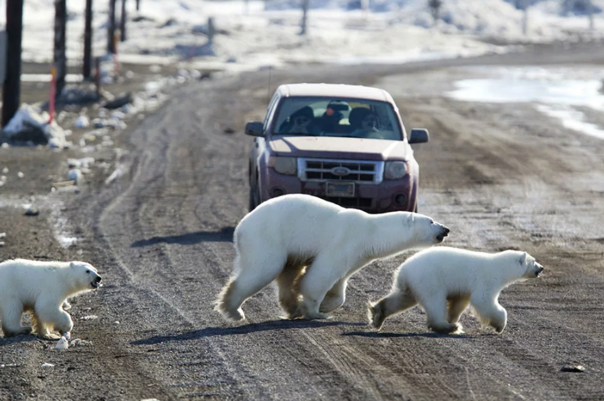 White canada. Город Черчилл Канада. Черчилль Канада медведи. Белые медведи в Канаде. Полярные медведи в Канаде.