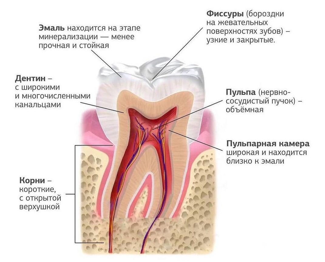 Особенности строения постоянных зубов у подростков