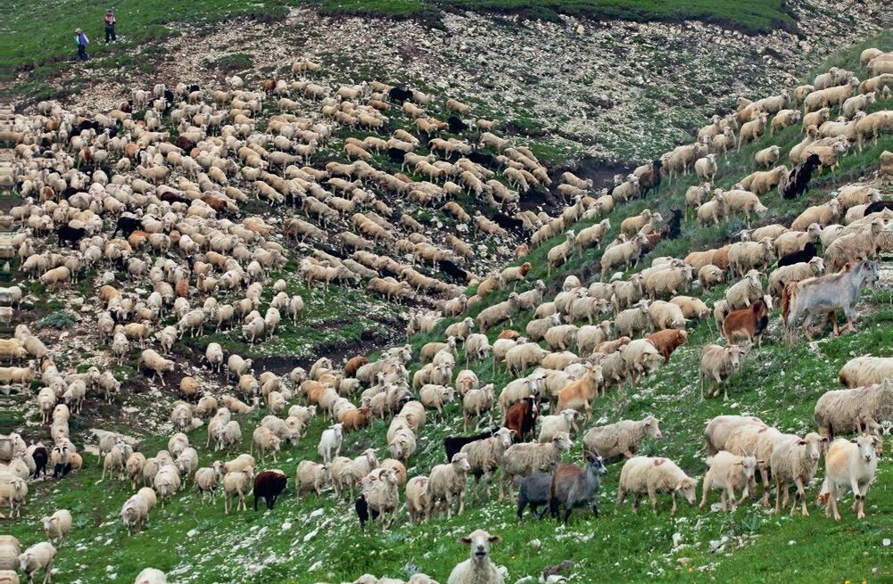 Сельское хозяйство осетии. Земли отгонного животноводства в Дагестане. Дагестан Отар овец. Северная Осетия овцеводство. Овцеводство в горах Дагестана.