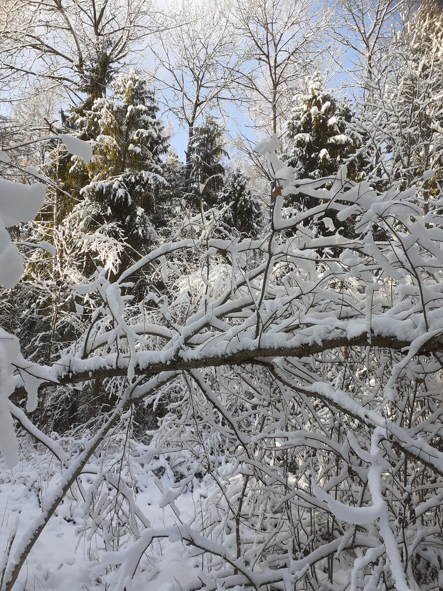 Снежный лес у моего дома