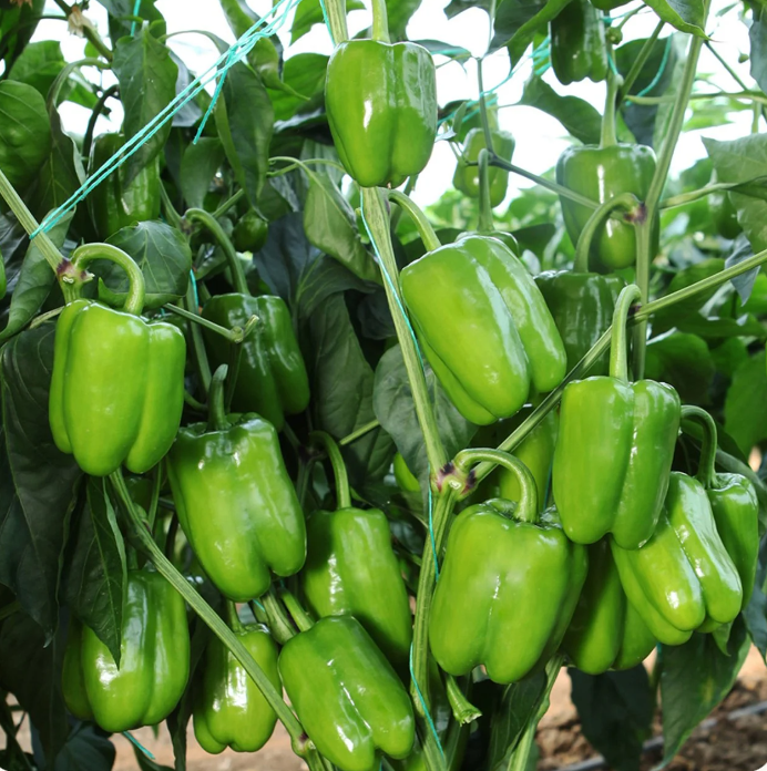 Кандил долма