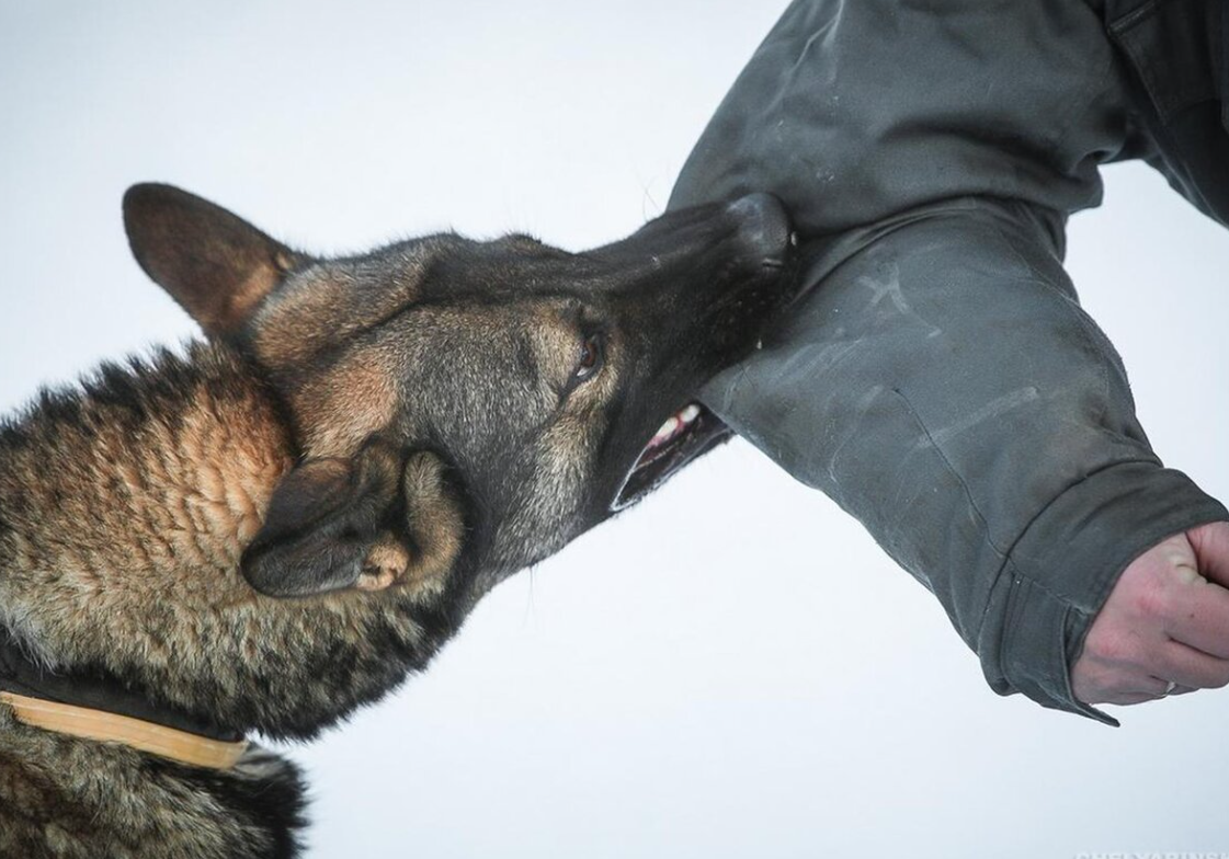 Укусила белая собака во сне. Кутир касаллиги белгилари