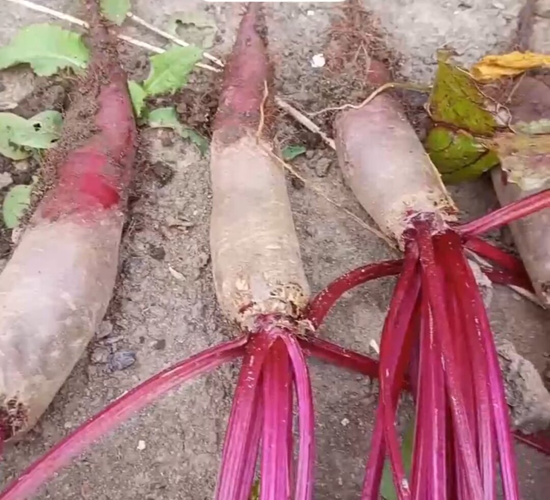 Свекла частично порадовала 😁  Сажала 3 сорта: Таунус, Цилиндра и Бордо.  Таунус остался у меня с прошлого года, совсем чуть чуть семян было.