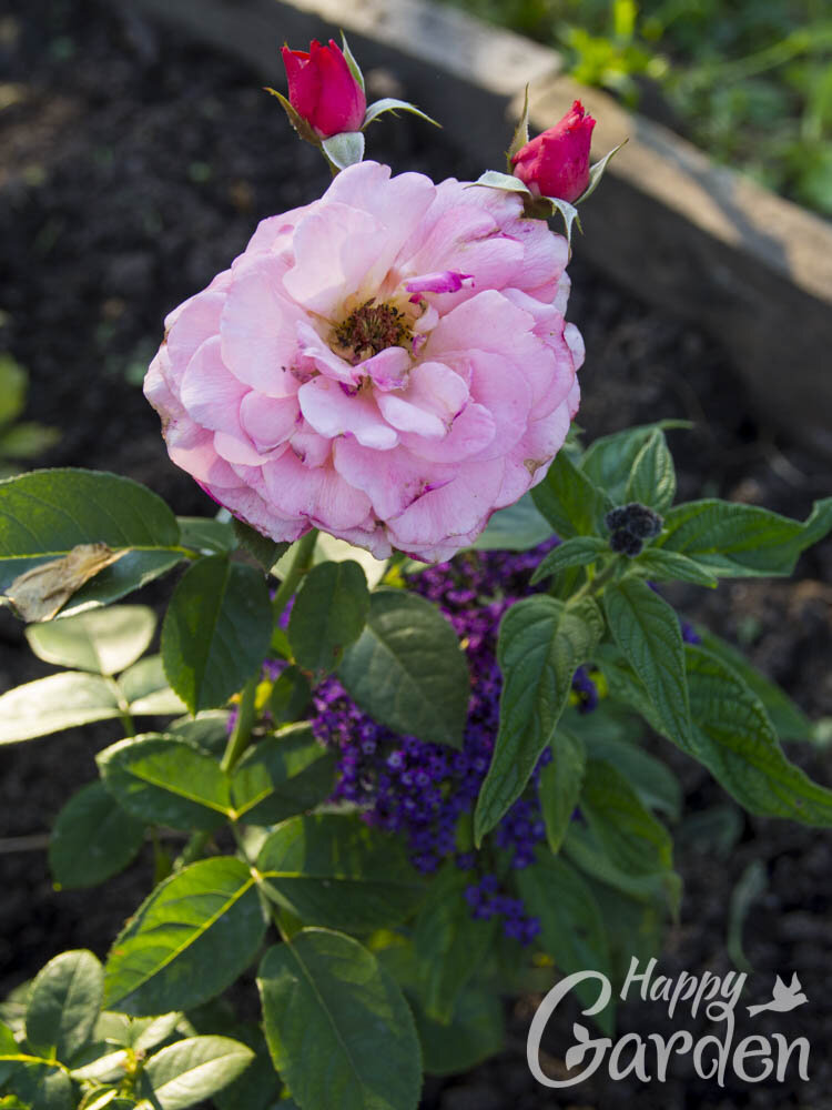 роза  Tickled Pink Тиклед Пинк в сочетании с гелиотропом