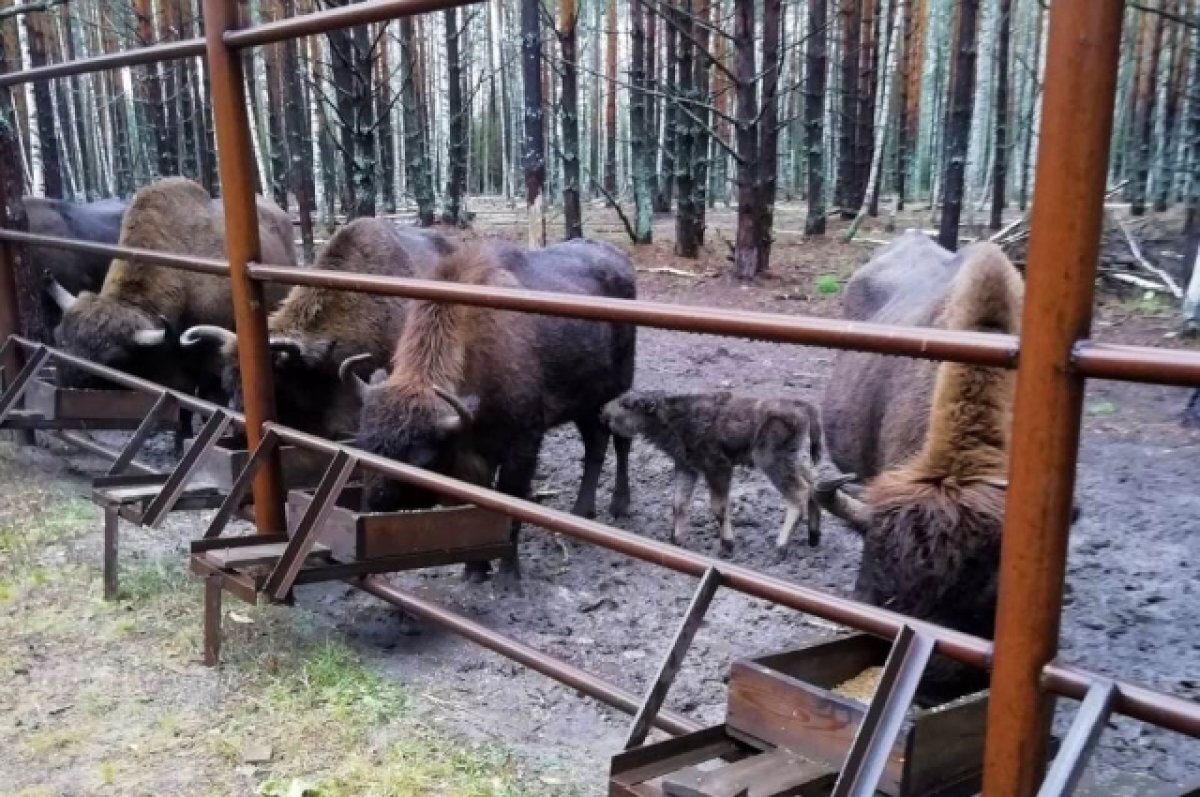    Российская компания помогла увеличить популяцию зубров в парке «Мещера»