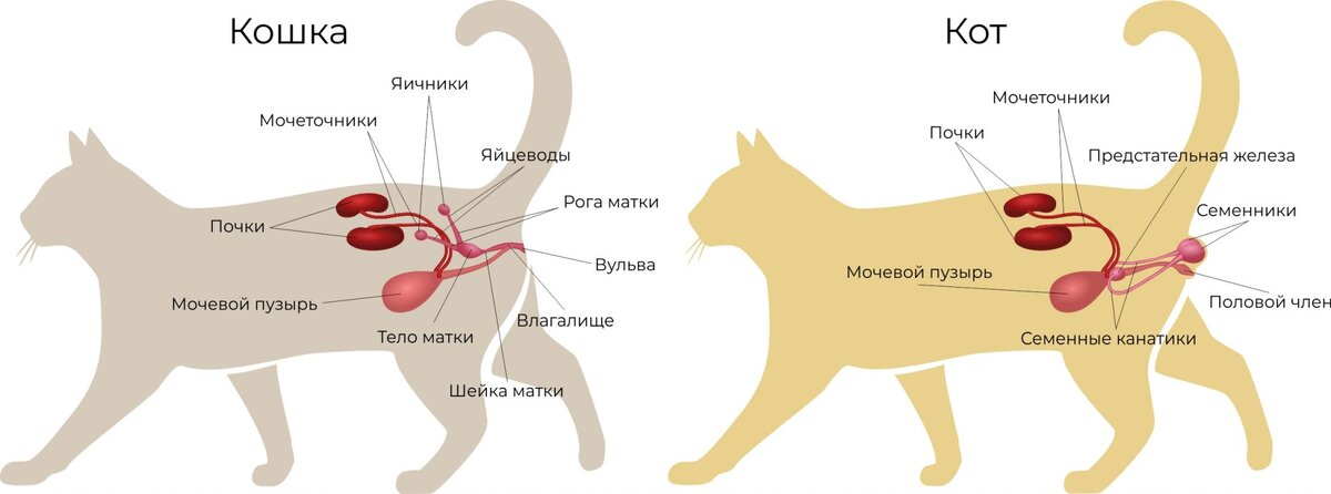 Фото с интернета