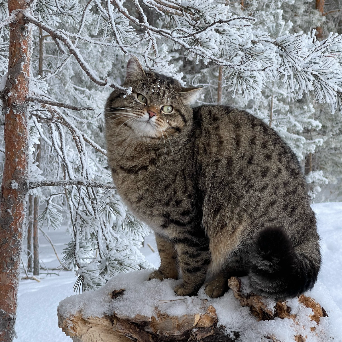 Рысик — кот самородок