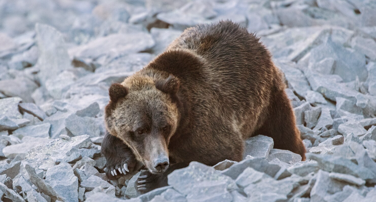 Кадры охоты медведя на мотылька. Без шуток: косолапые раскапывают камни, где прячутся мотыльки, и поедают их. 
