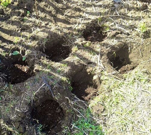 индивидуальные лунки для малины