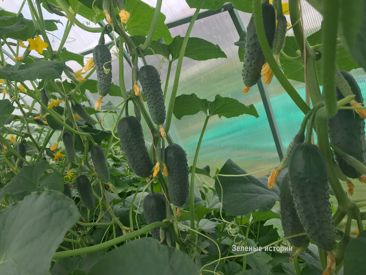 Начало плодоношения