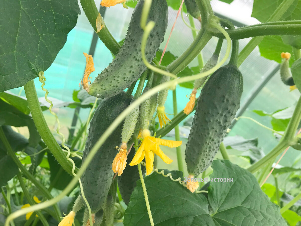 Вот такими кучками и растет все лето