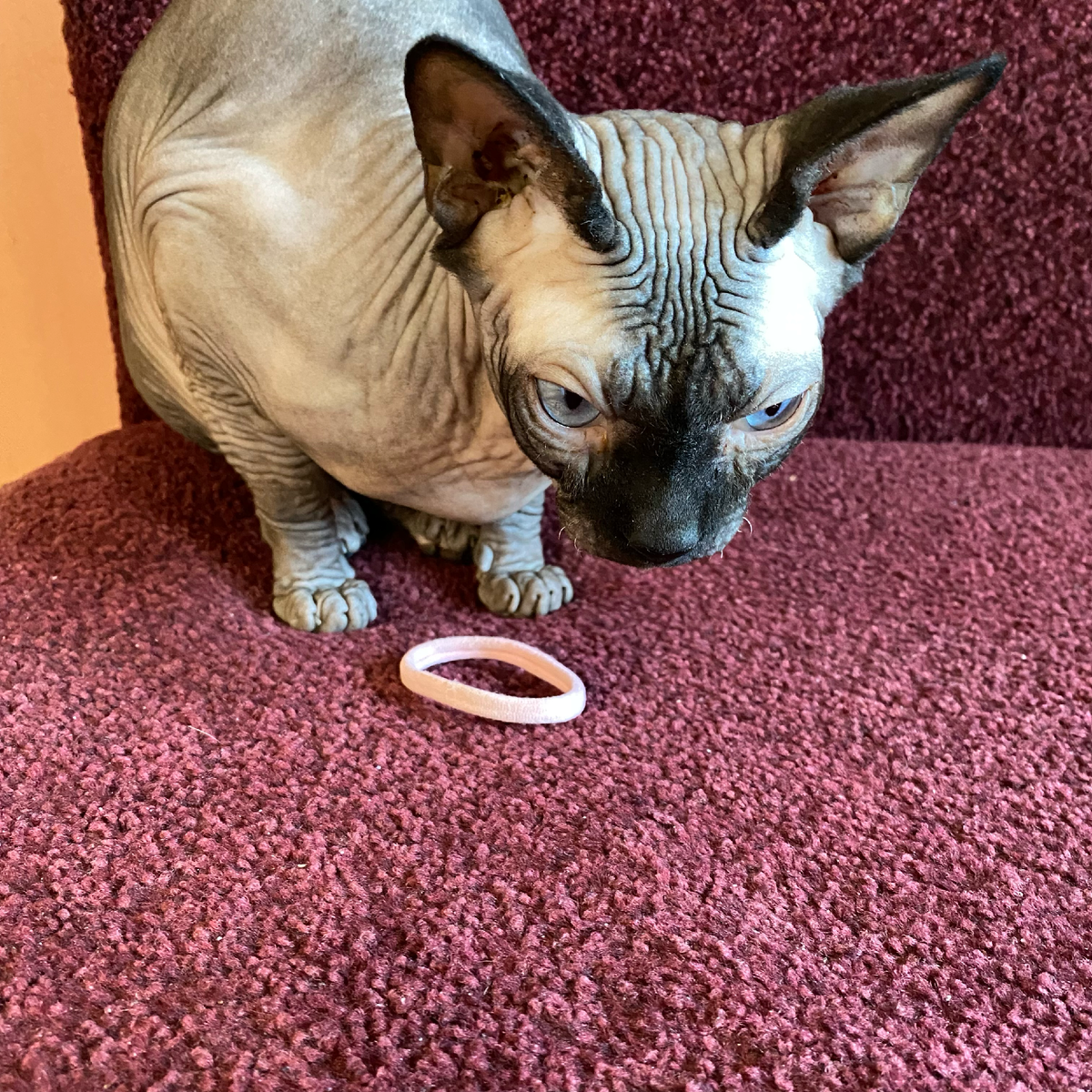 Резинка для волос, не только резинка, но и игрушка для кота