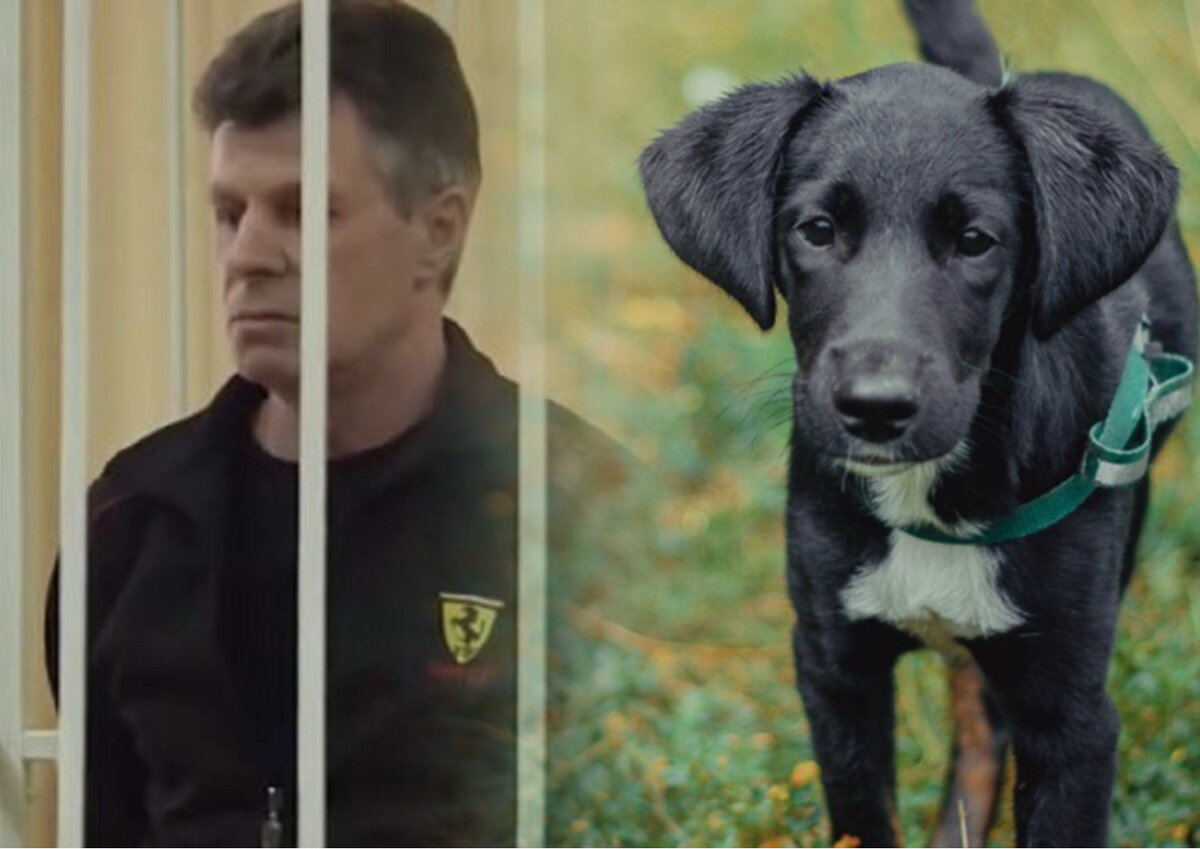 Коллаж "МК в Новосибирске" 