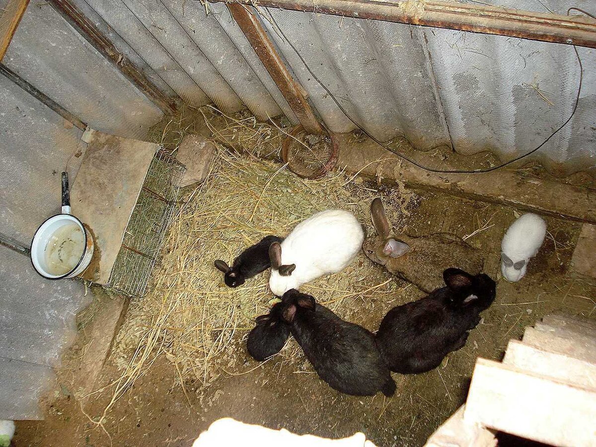 Кролики в яме