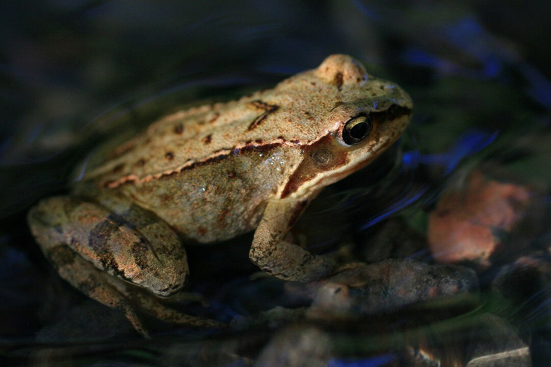 лягушка. 19. лягушки рана ридибунда. жаба брызгун. лягушка озерная в кувшинках.