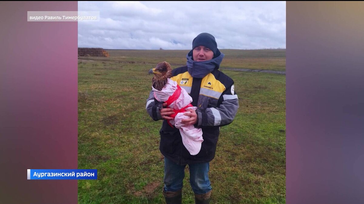    В башкирской деревне Усманово Аургазинского района поймали орла-могильника