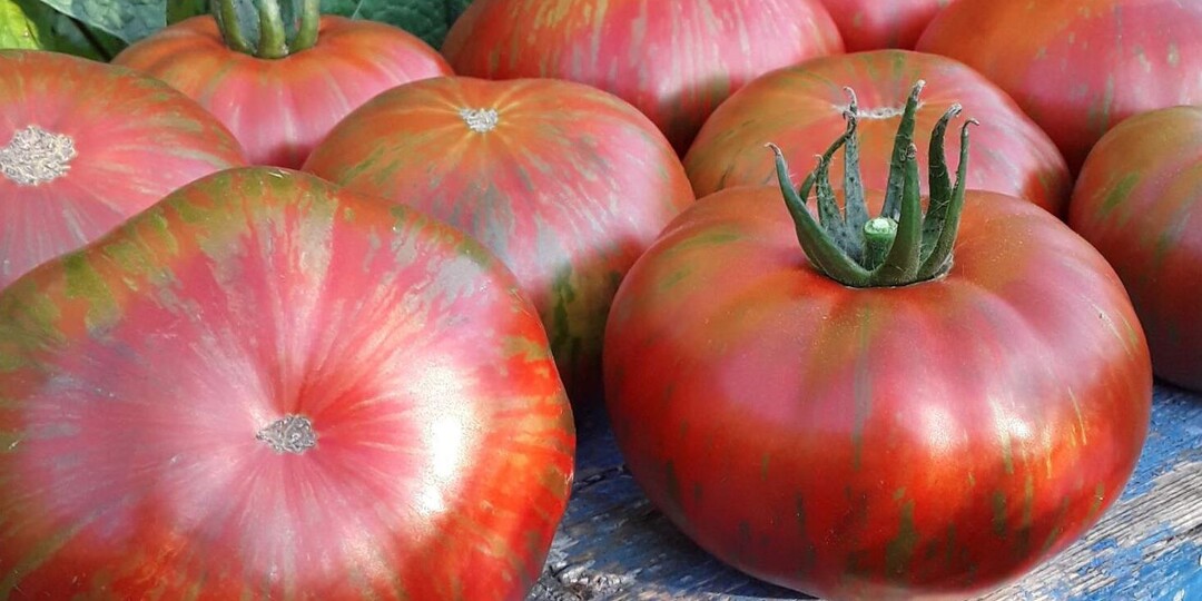 Подбираем сорта томатов для теплицы: ранние, надежные, разноцветные