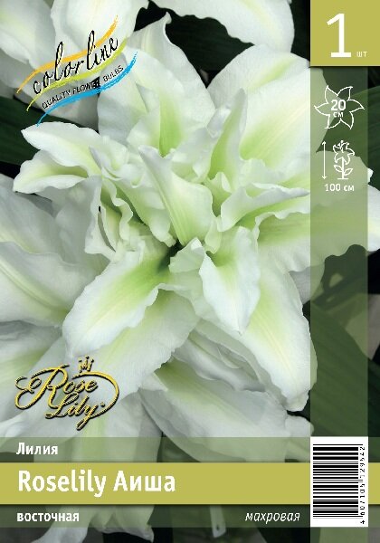 Roselily Ramona ® (Oriental) - Roselily - Van den Bos Flowerbulbs