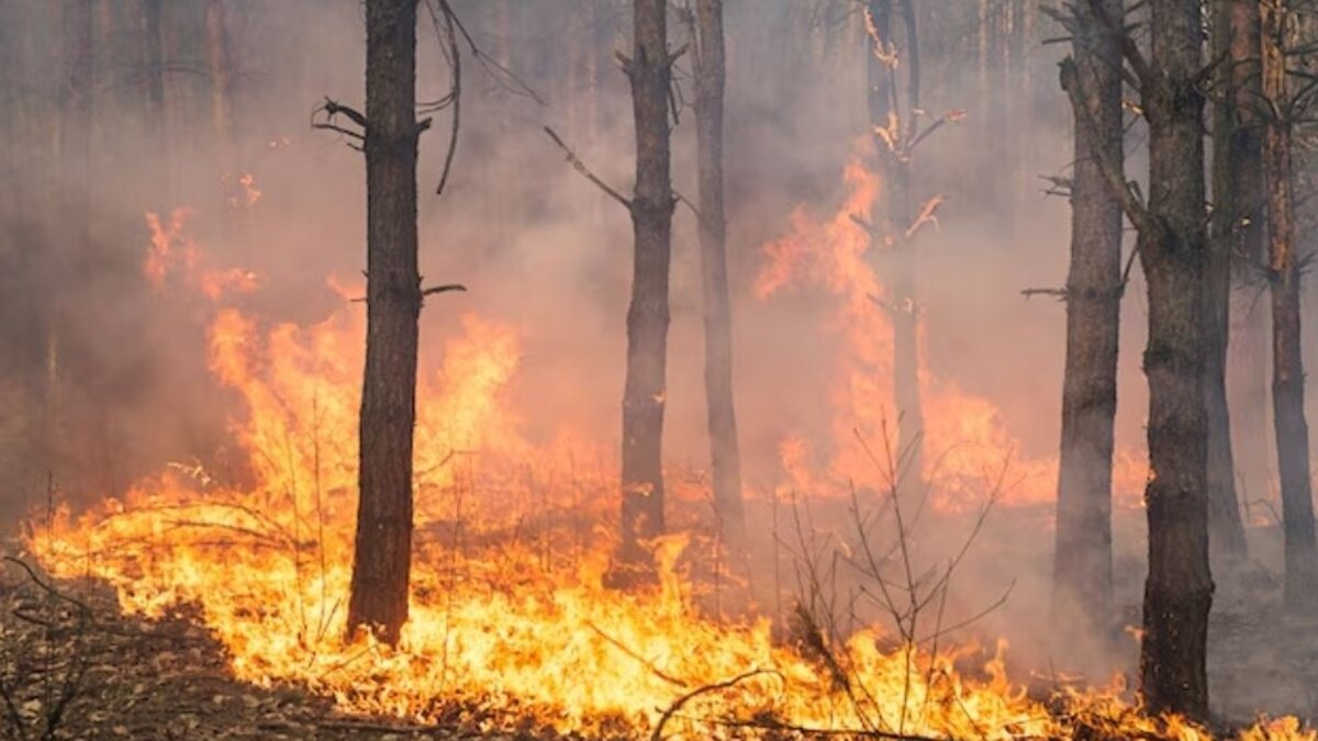 Очаг лесного пожара. Пожар в лесу. Засуха пожары. Горят леса. Пожары в Лесной местности.