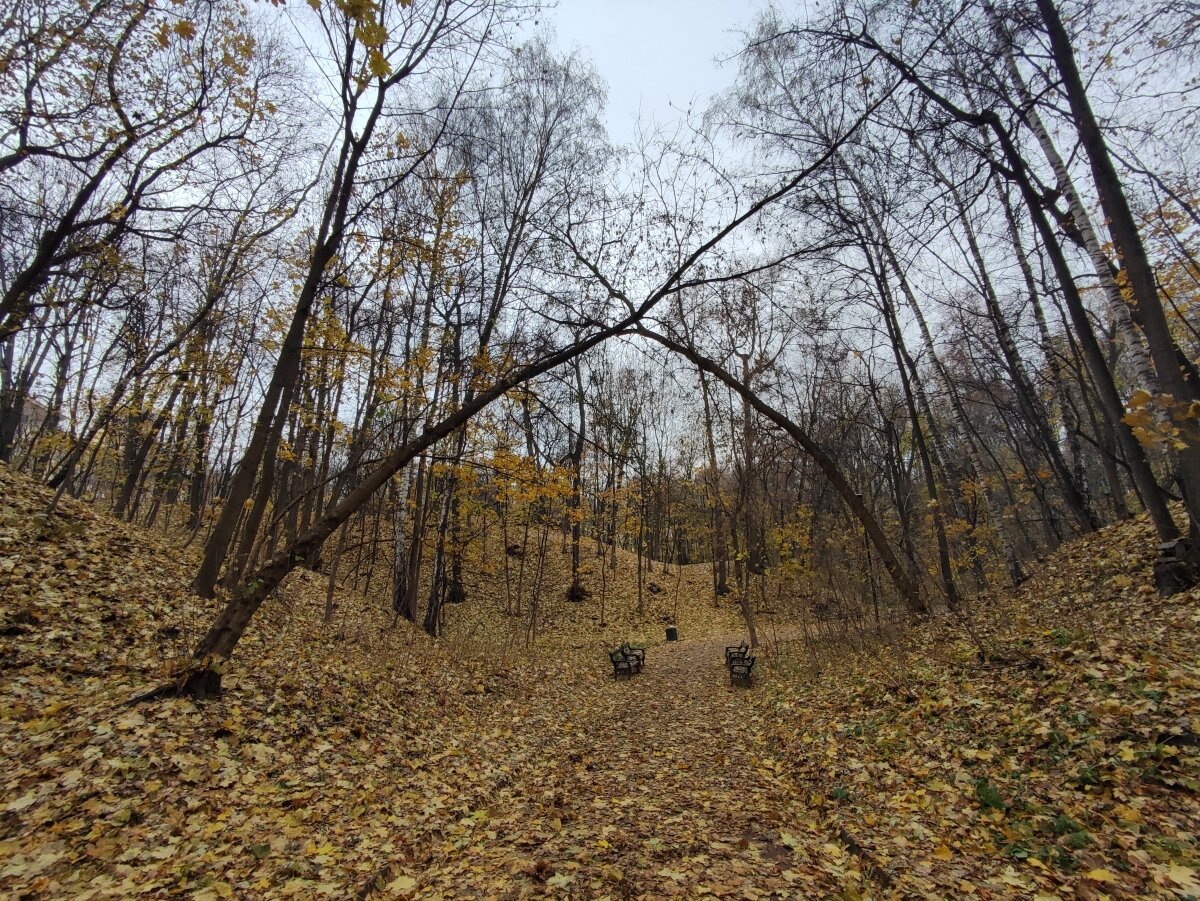   Ноябрь в этом году оказался удивительно золотым. Все усеяно листвой, обычно это типично для октября. 