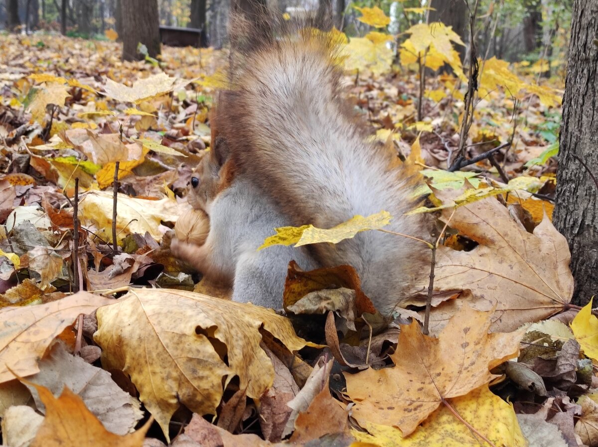 Не смогла не угостить такую прелестницу орешком