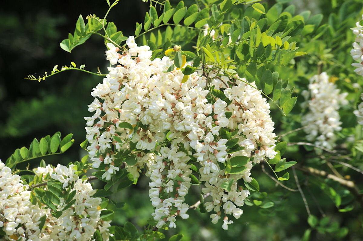 Robinia pseudoacacia рисунок