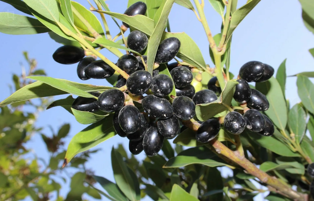 Вот так выглядят плоды Лавра