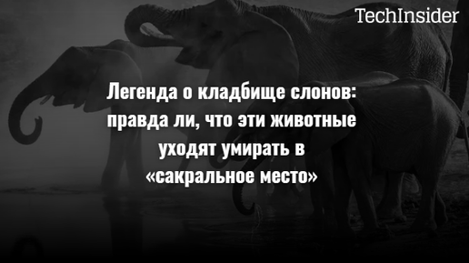 Легенда о кладбище слонов: правда ли, что эти животные уходят умирать в «сакральное место»