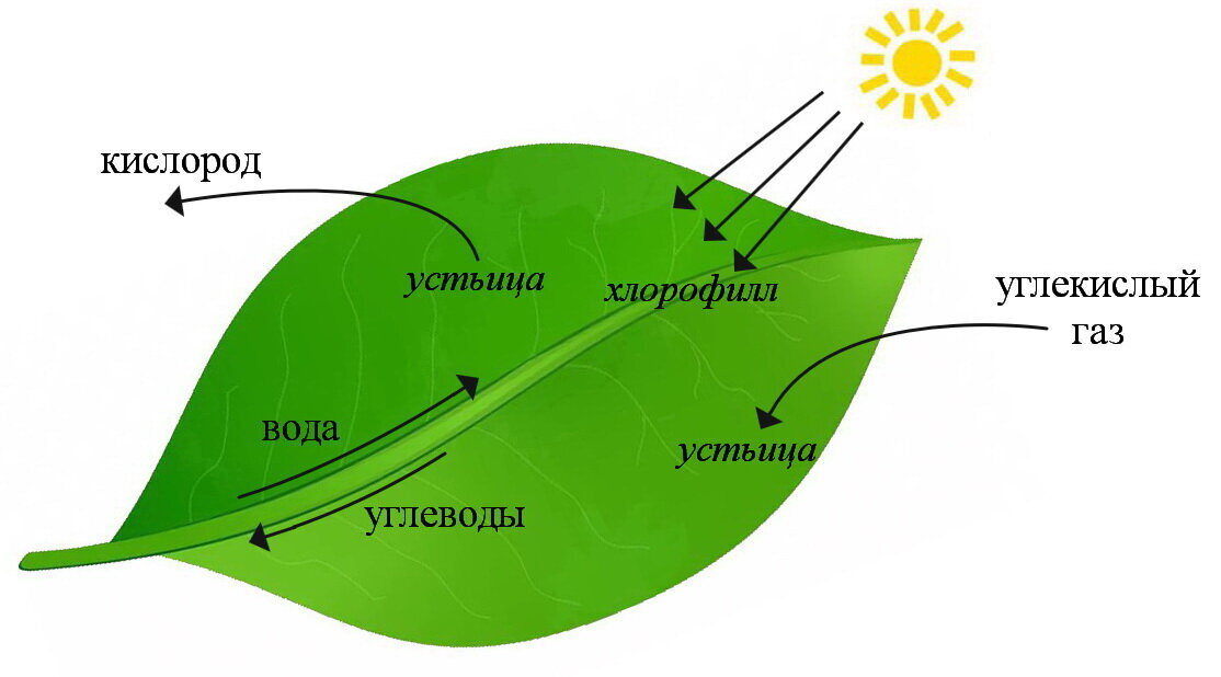Фиксация хлорофиллом солнечной энергии. Хлорофилл фотосинтез. Схема фотосинтеза у растений. Процесс фотосинтеза рисунок. Схема процесса фотосинтеза.