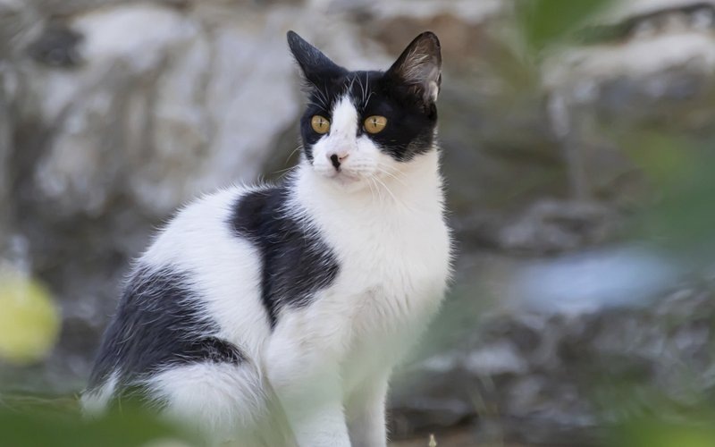 Кошки думают, что мы тоже кошки. Что? Да! Вот 6 доказательств